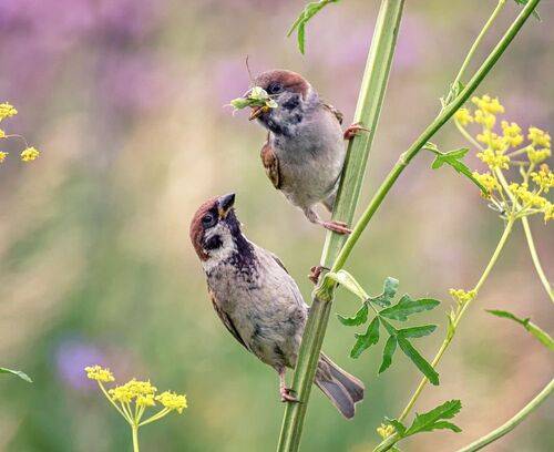 Кушай, родной! (4 ФОТО)