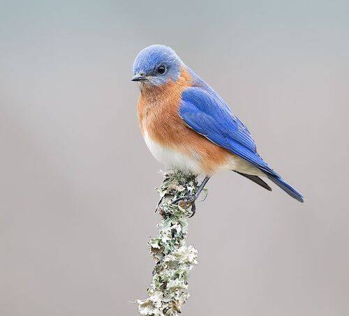 Eastern Bluebird, male -Восточная сиалия, самец