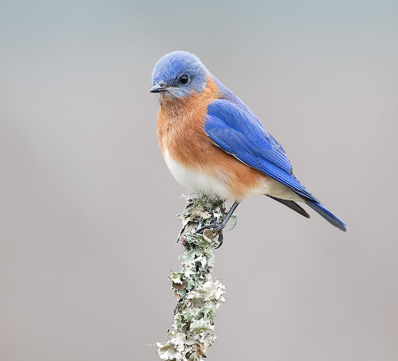 восточная сиалия, eastern bluebird, bluebird, winter bird Eastern Bluebird, male -Восточная сиалия, самец фото превью