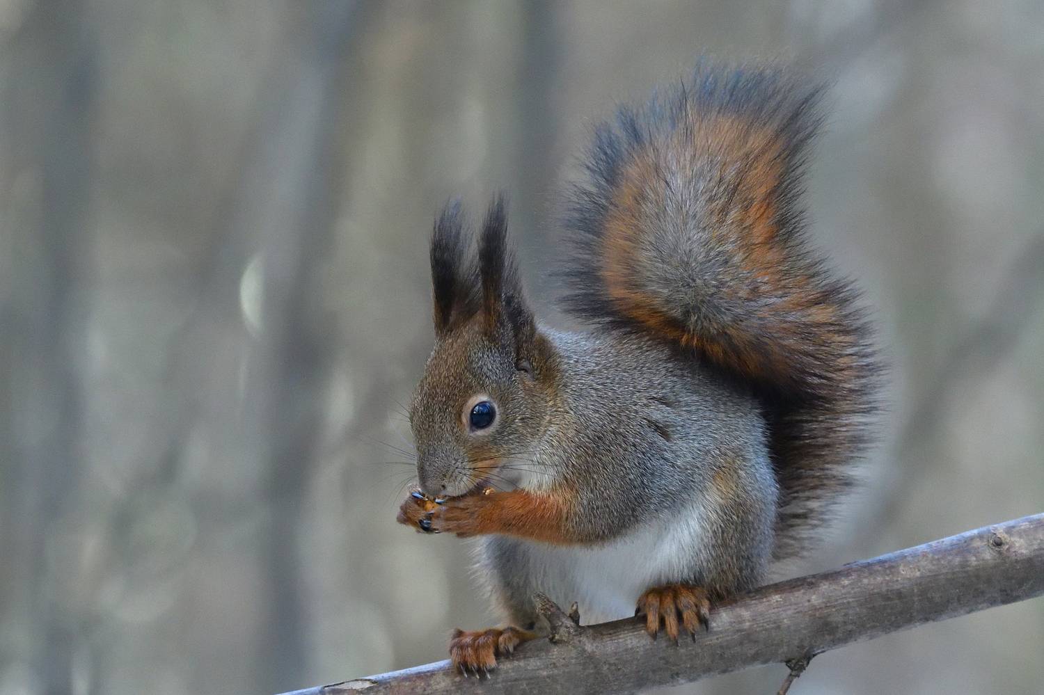 , Игорь Корнейчук