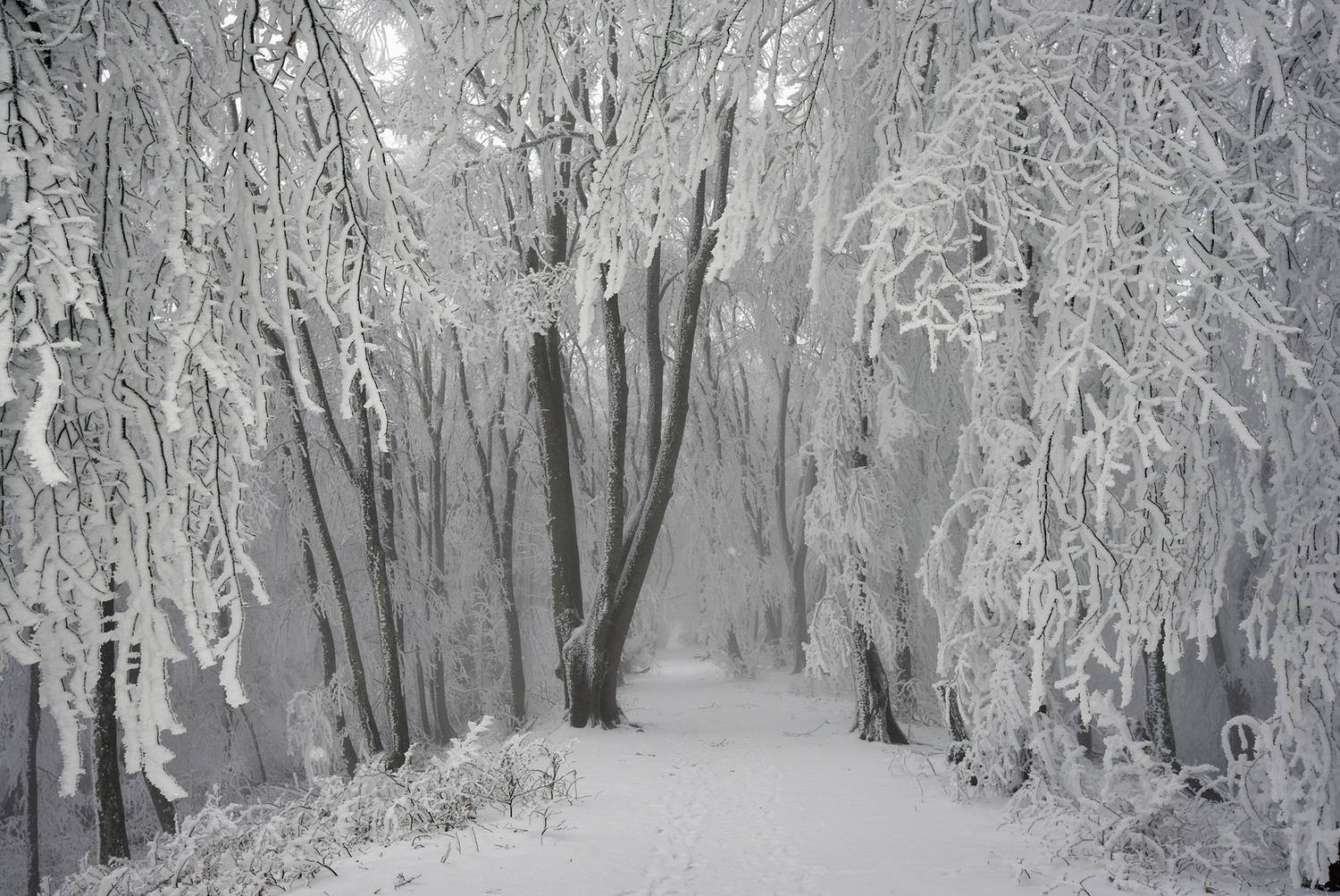 , Хасан Журтов