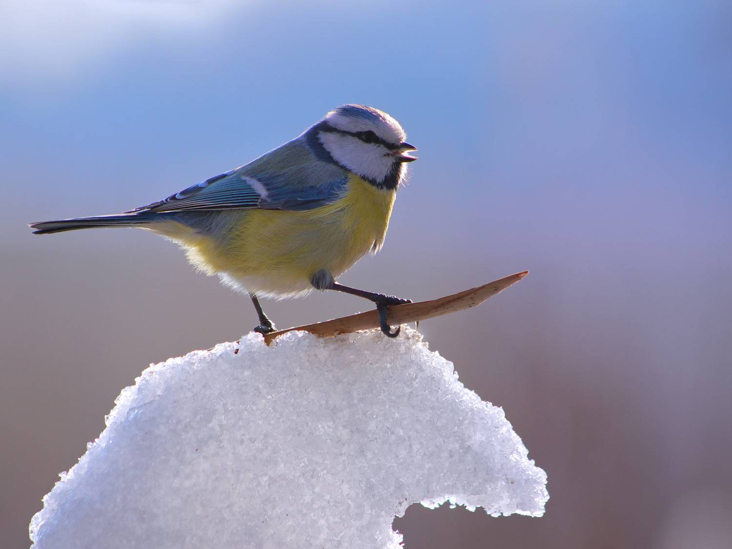 parus caeruleus, лазоревка,, sergey izoya