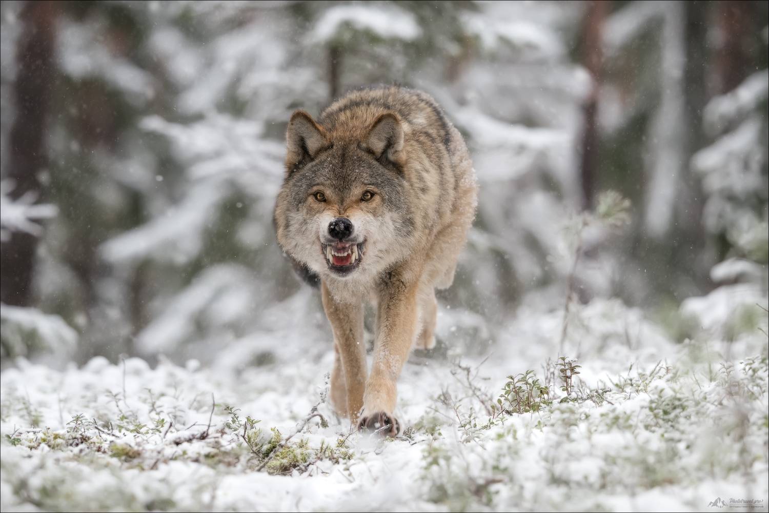 волк, серый волк, европейский волк, фототур в красный бор, красный бор, фотосъемка волков, grey wolf, canis lupus, фототуры 2025, Влад Соколовский