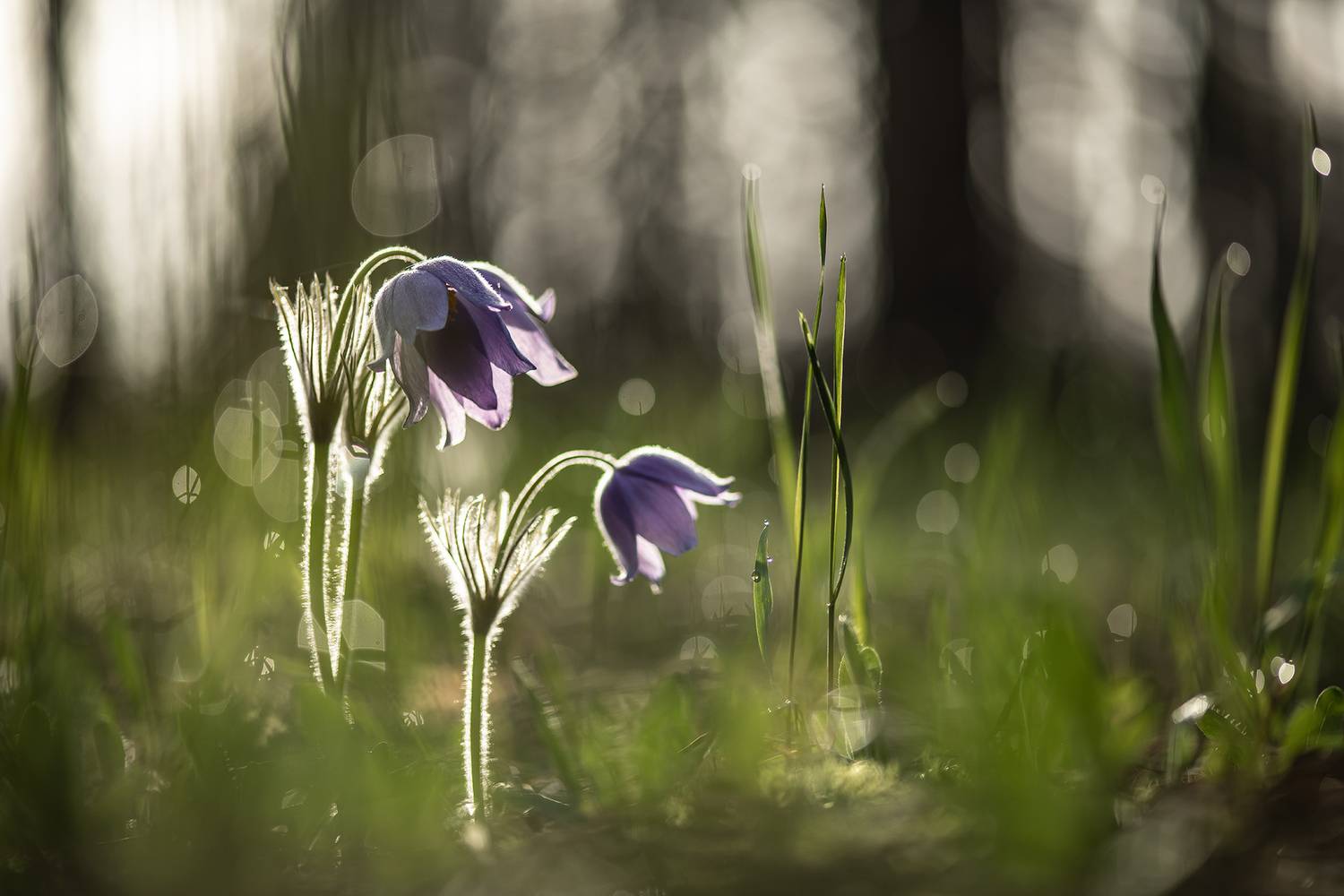 сон трава, россия, весна, апрель, воронеж, красота, nikon d 850, carl zeiss makro-planar t* 100mm f/2 zf.2, Мещеряков Геннадий