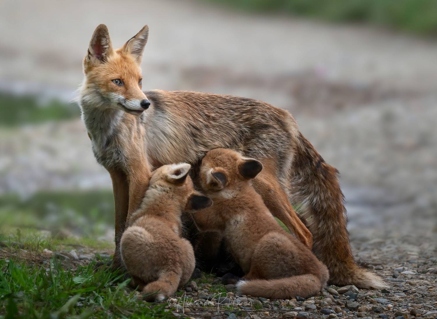 лиса, лисята, wildlife, Плеханов Александр