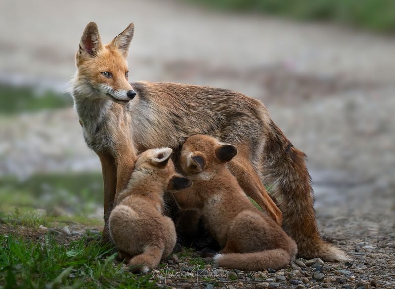 лиса, лисята, wildlife Лисьи истории фото превью