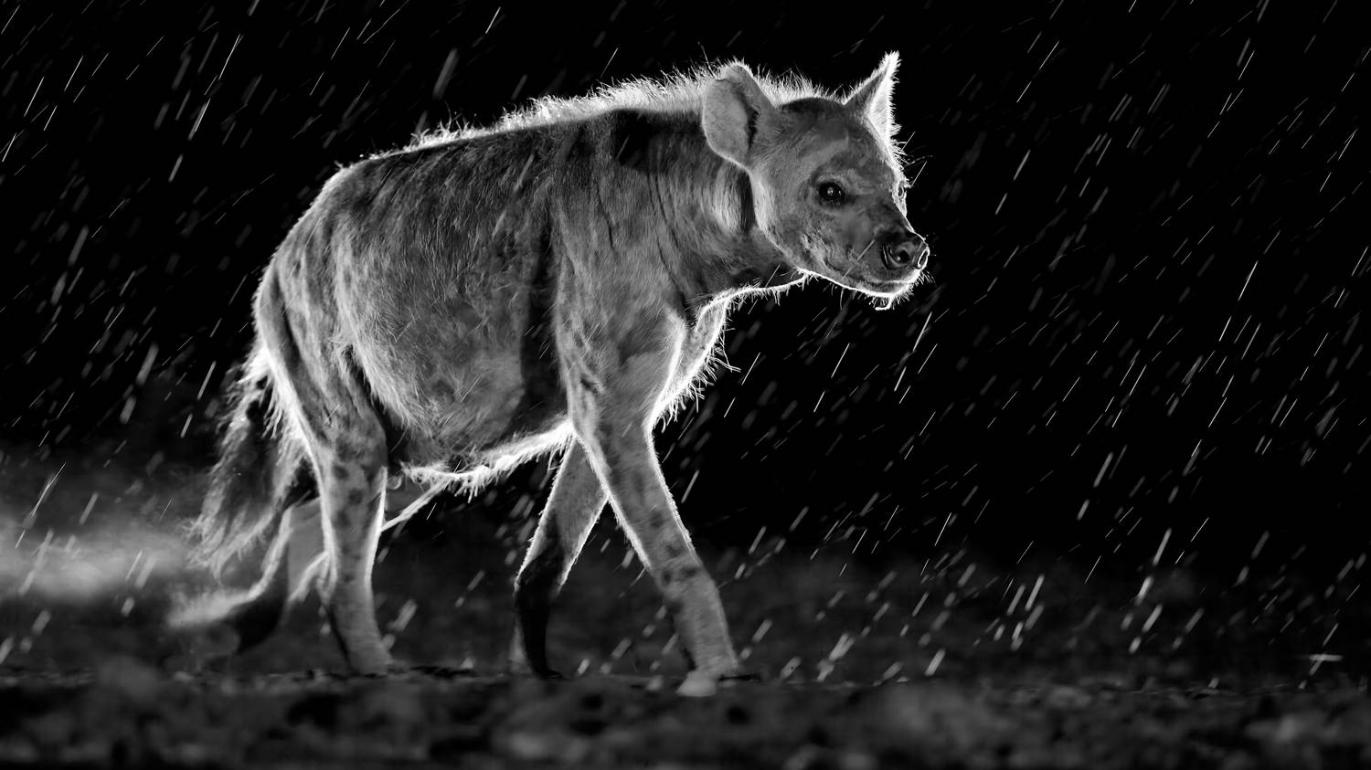 , Александр Перов