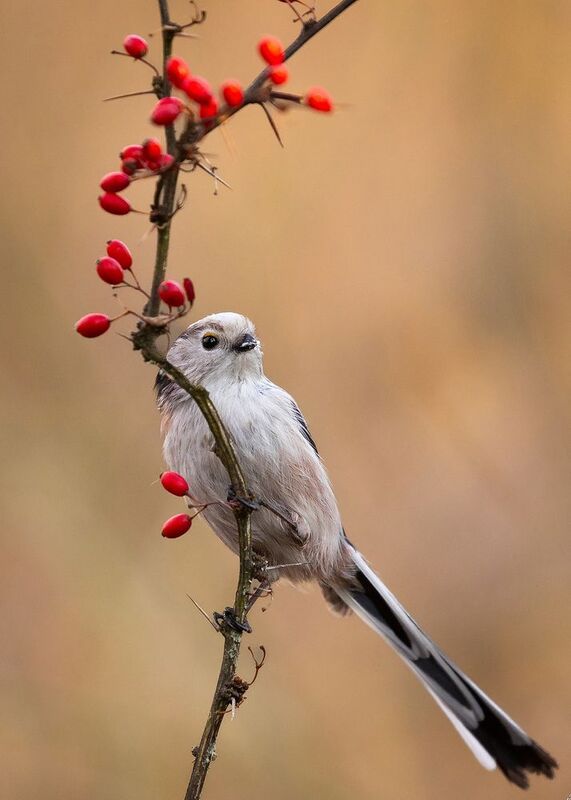Long-tailed Ti фото превью