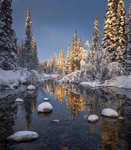 Лес, освещённый солнцем.