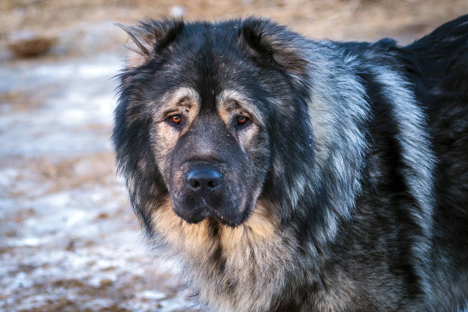 овчарка, кавказская овчарка, собака, Уткин Дмитрий