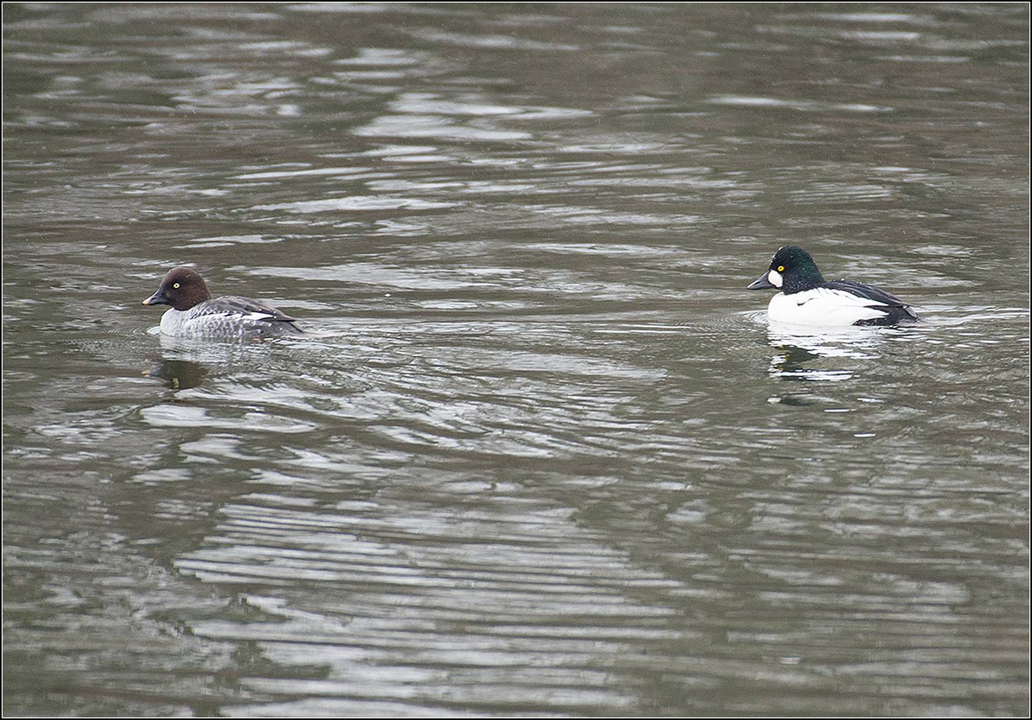 москва, зима, парк, птица, АНАТОЛИЙ ДОВЫДЕНКО
