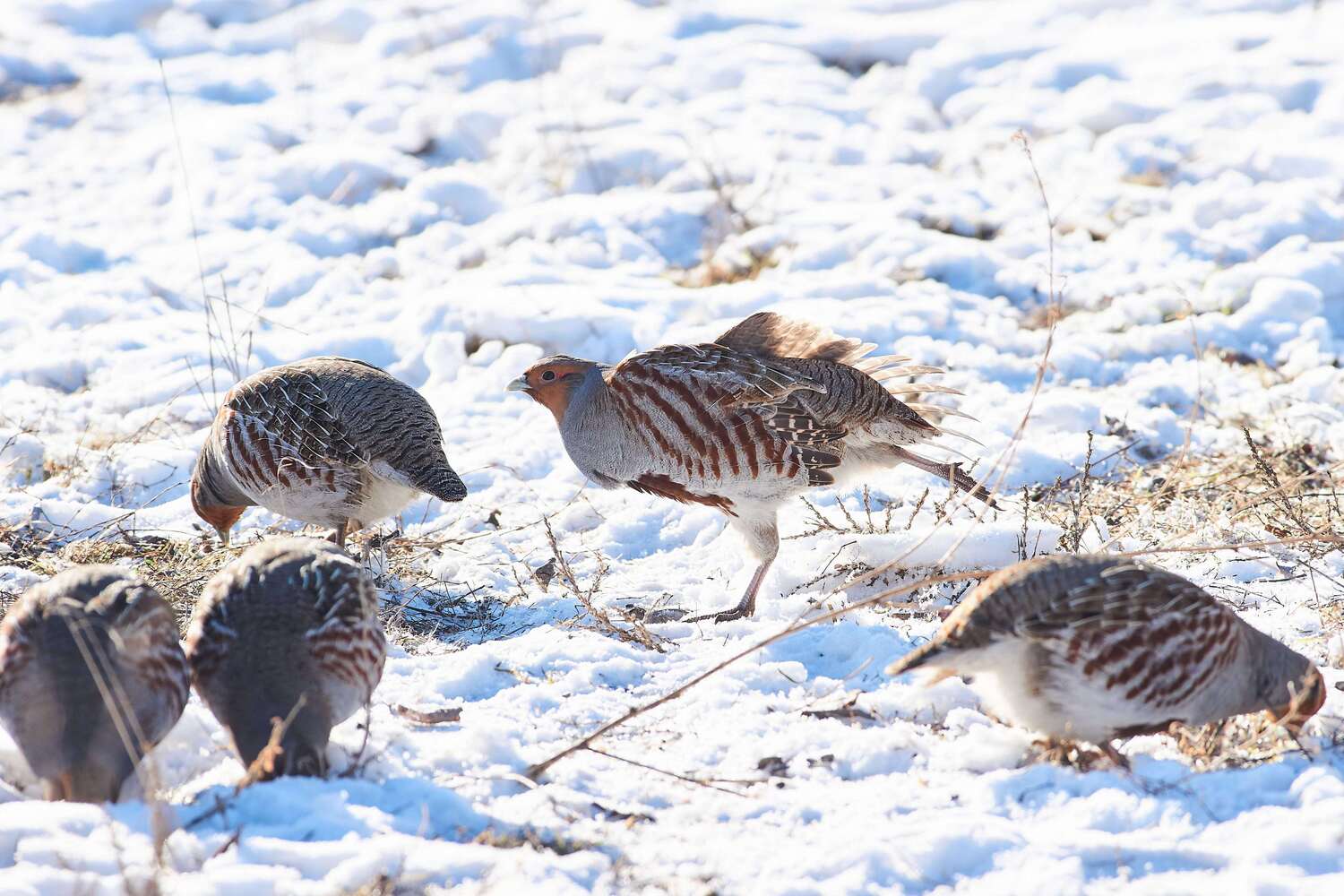 bird, birds, volgograd, russia, wildlife, , Павел Сторчилов