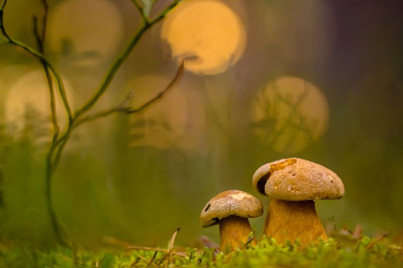 .... фото превью