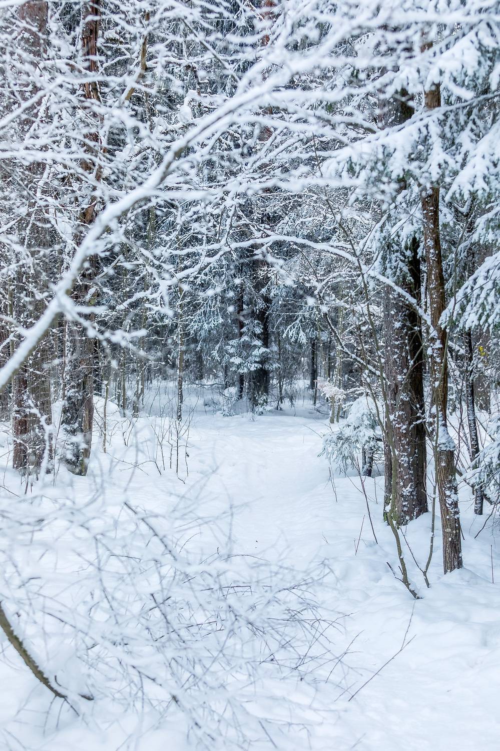зима, природа, пейзаж, иней, Игнатьев Александр