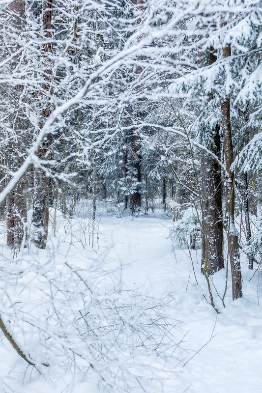 зима, природа, пейзаж, иней *** фото превью