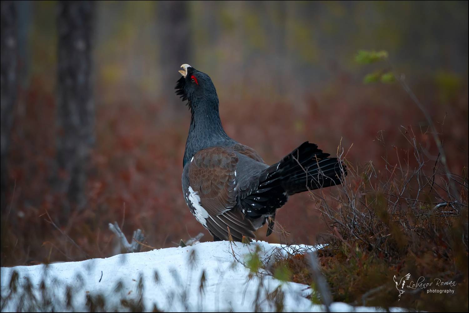 , Лобанов Роман
