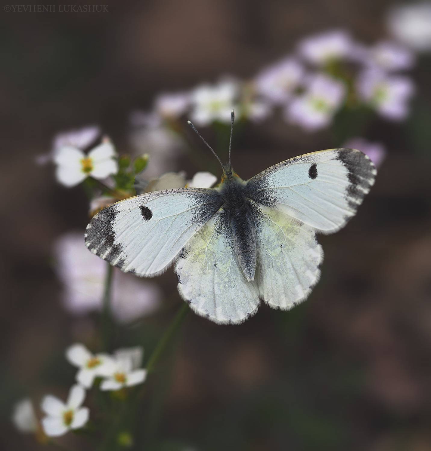 , Лукашук Евгений