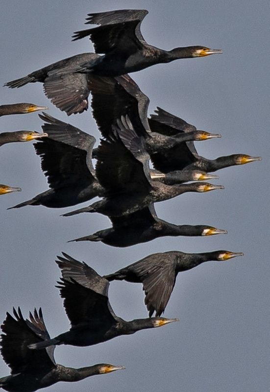 птицы баклан Полет валькирий фото превью