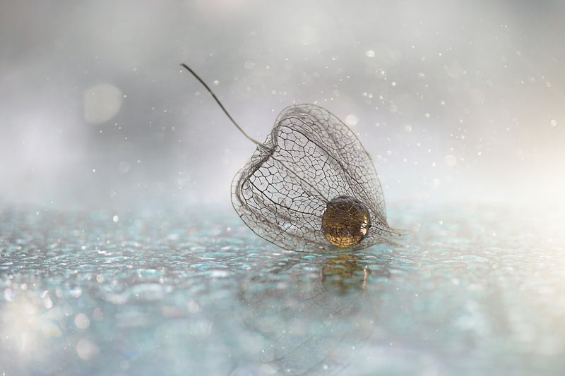 макро, macro, физалис, drops, canon  фото превью