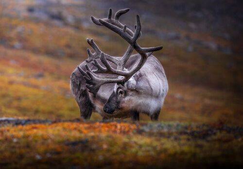 Svalbard Deer