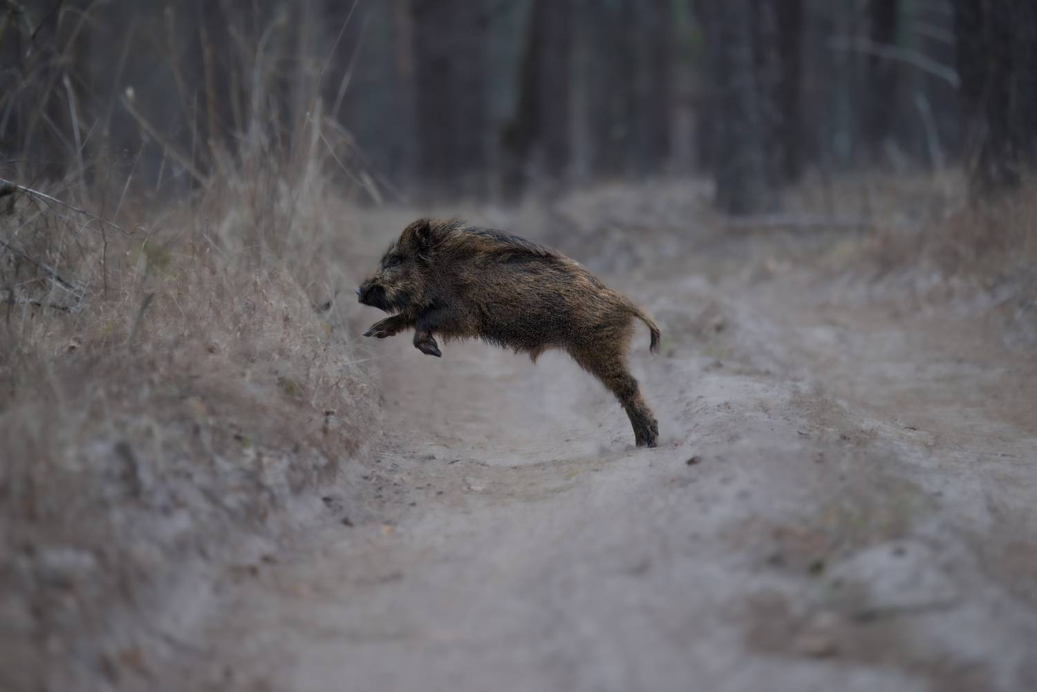 кабан, лес, поход, природа, boar, forest, nature, naturephotografy, nikon, nikonrussia, никон, Сергей Немцев