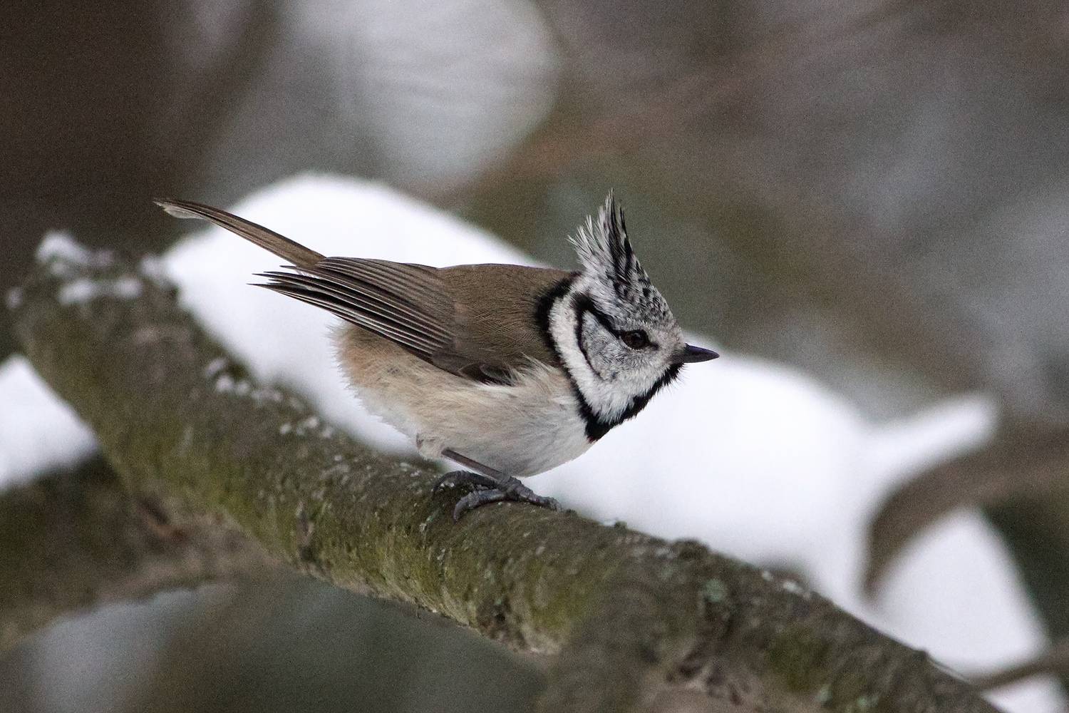 синица, хохлатая синица, гренадерка, гренадер, lophophanes cristatus, parus cristatus, КарОл