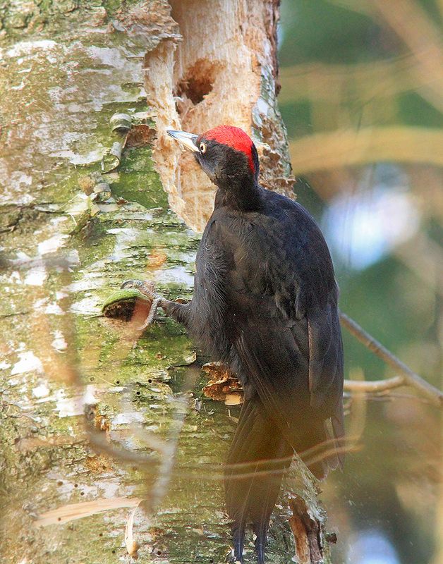 Желна фото превью