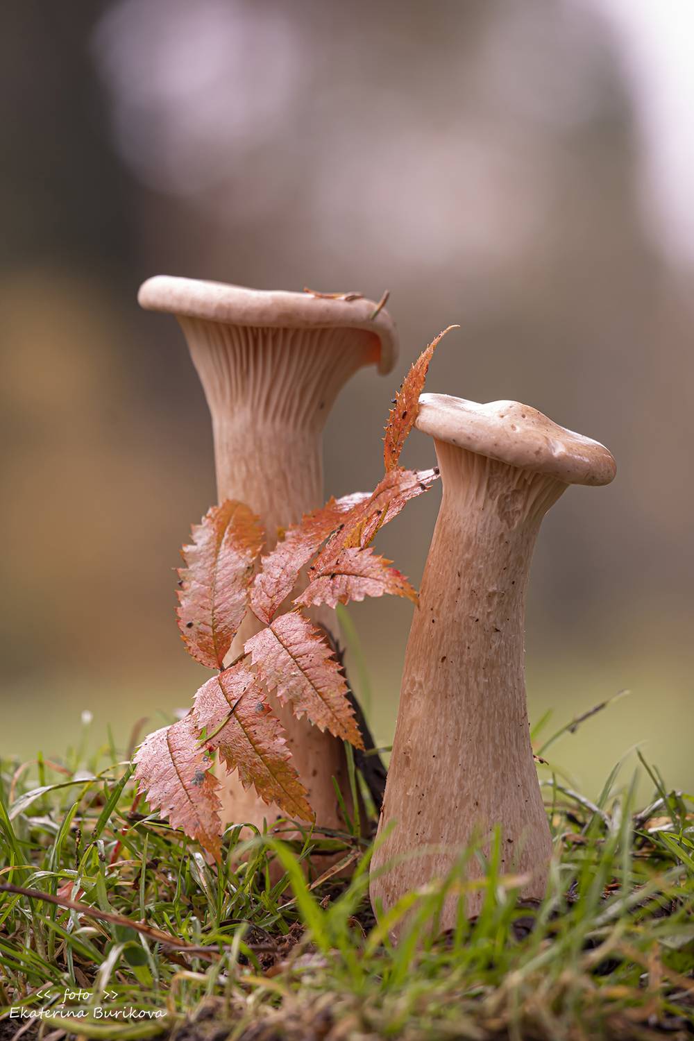 , Бурикова Екатерина