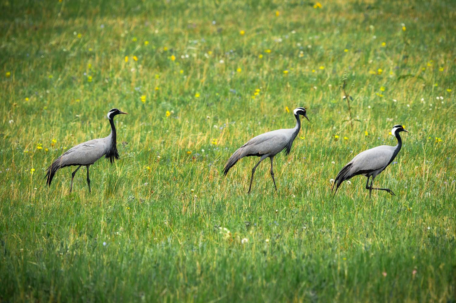 журавль, красавка, хакасия, птицы, Дубровская Екатерина
