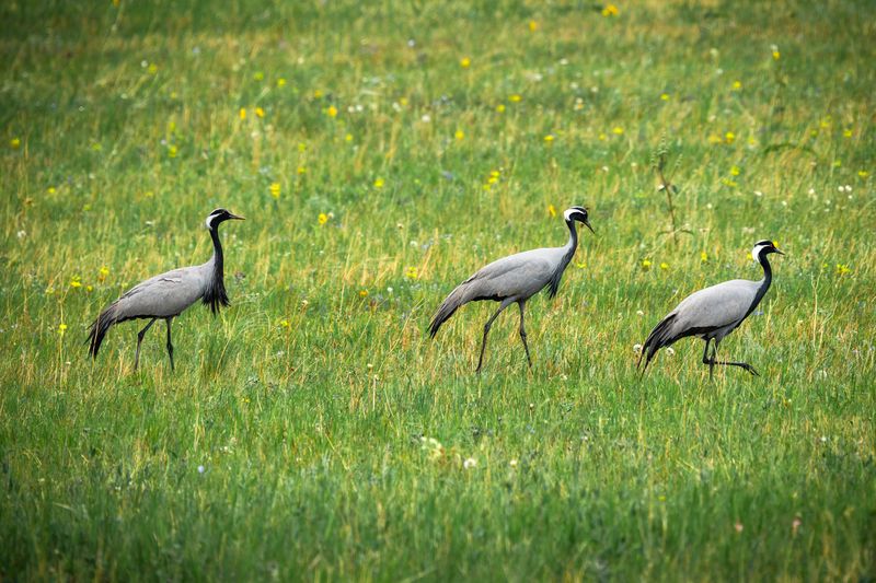 журавль, красавка, хакасия, птицы Три грации. фото превью