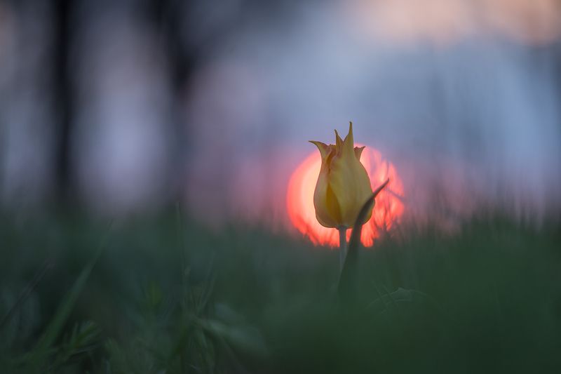 Вечерний тюльпан фото превью