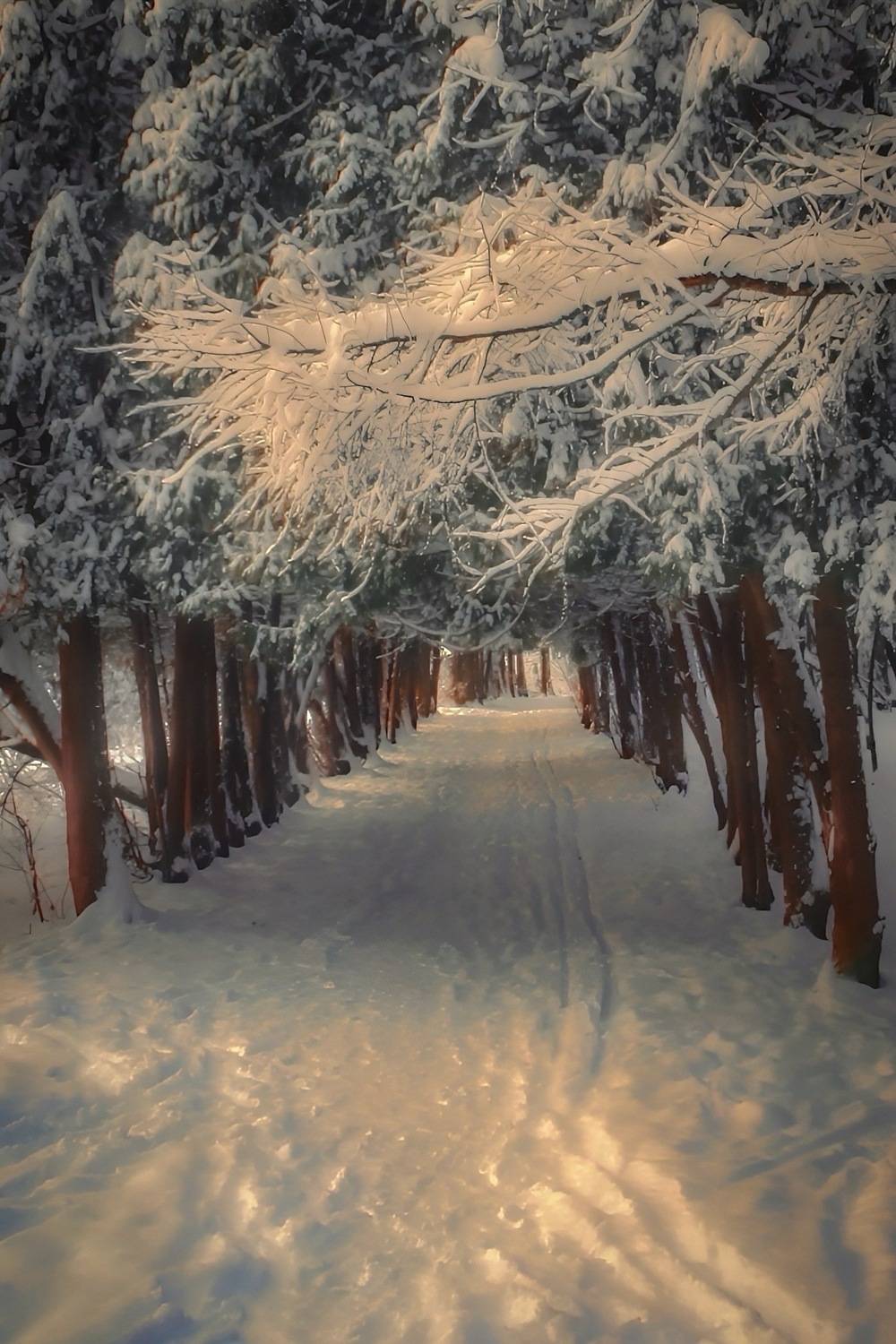 зима, winter, landscape, природа, nature, пейзаж, лес, forest, закат, sunset, Julia Kaissa