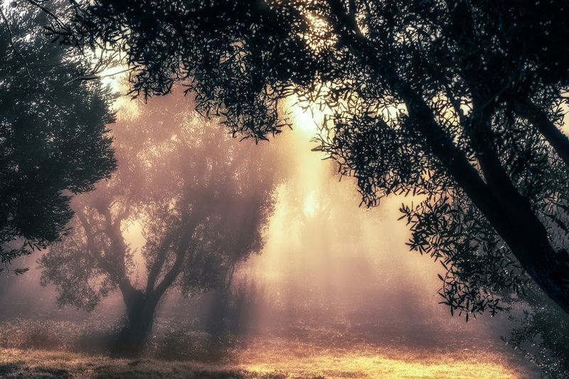 Рассвет в оливкой роще фото превью