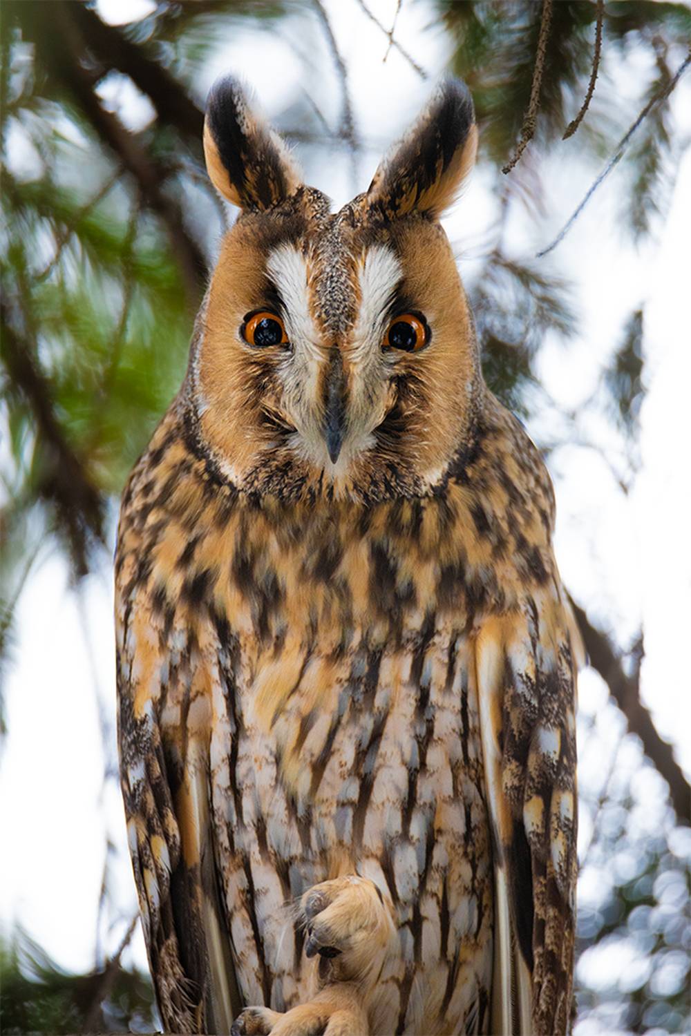 , Чудинин Дмитрий