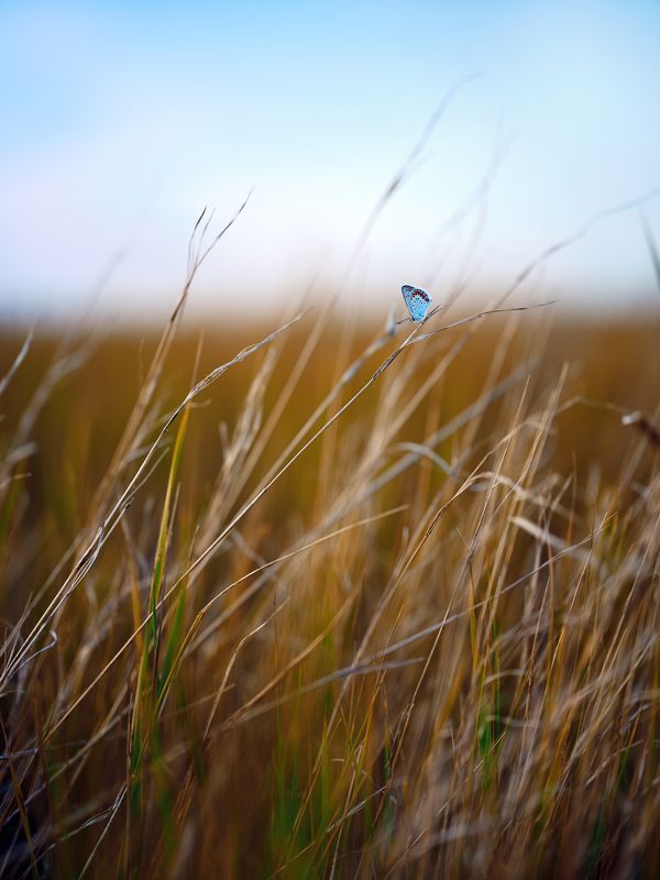 Бабочка , голубянка  фото превью
