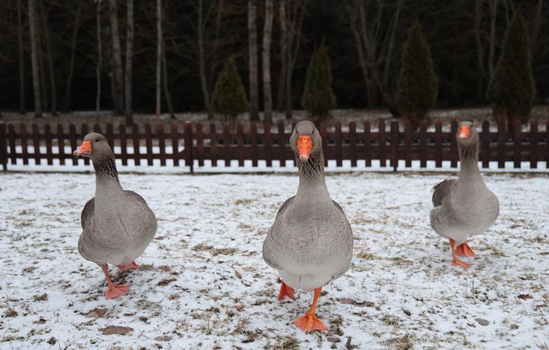 Банда фото превью
