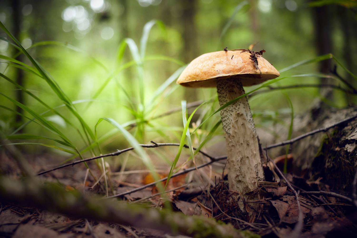 гриб, Валерий Вождаев