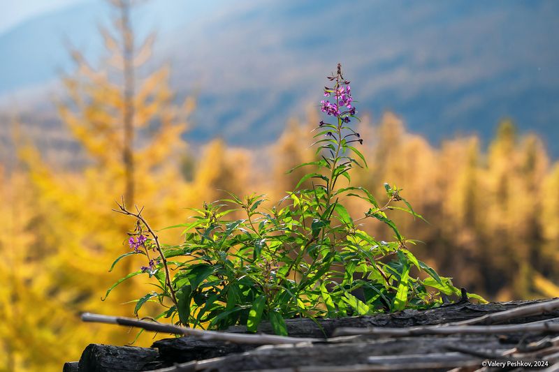плато путорана, иван-чай, цветение, золотая осень, лиственницы, таймыр, заполярье, база коваля, владимир коваль Иван-Чай не ко времени фото превью