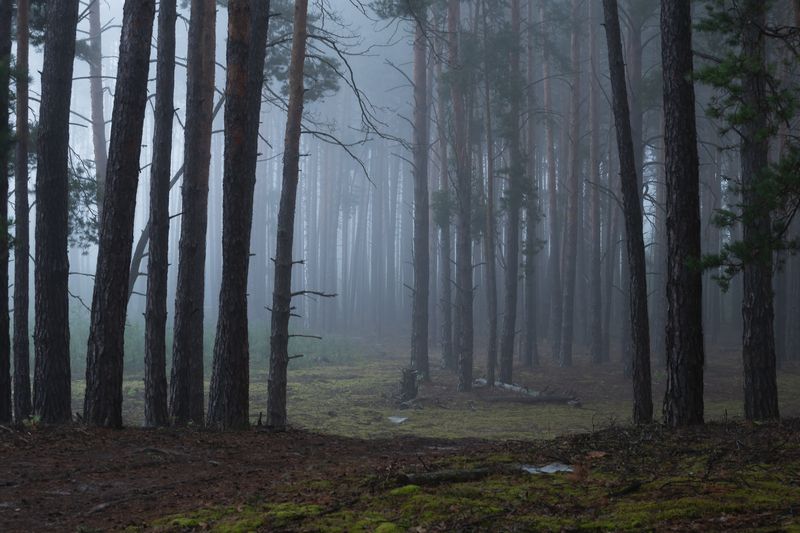 По туманному лесу фото превью
