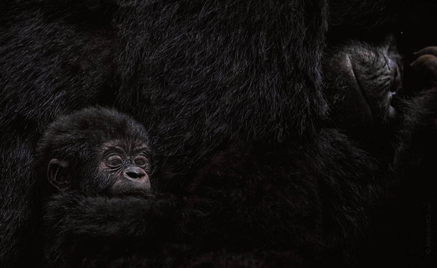 горилла, уганда, обезьяны, обезьяна, дикие животные, Гиль Александр