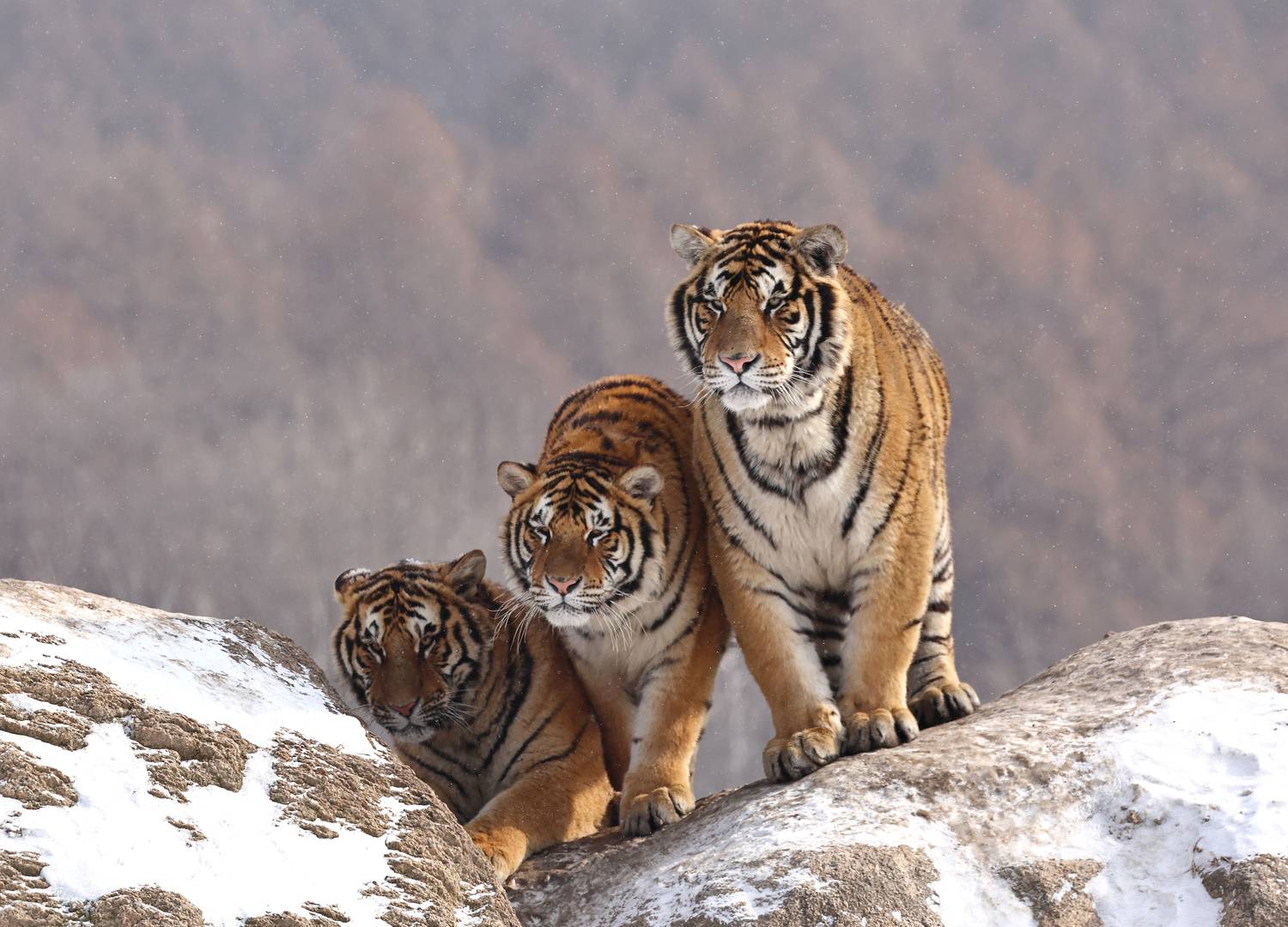 , Гудков Андрей