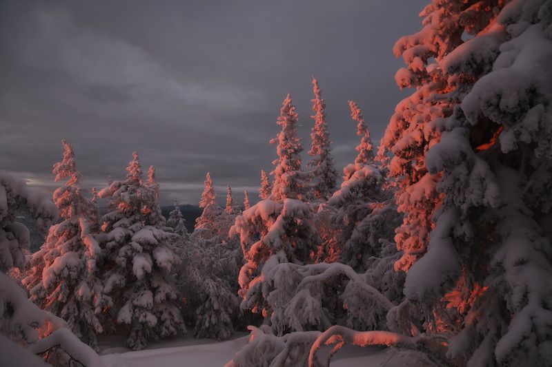 Уреньга, Южный Урал, Урал Уральский лес фото превью