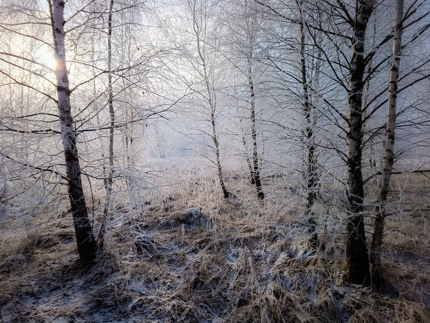 , Кондрашова Светлана