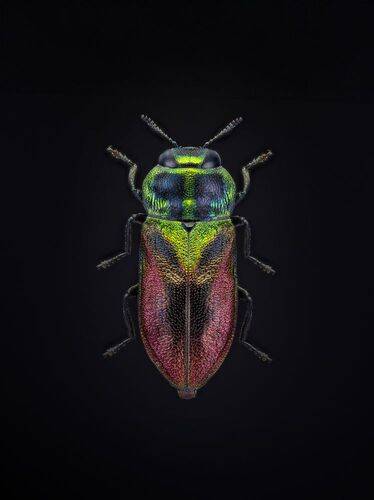 Антаксия двуцветная