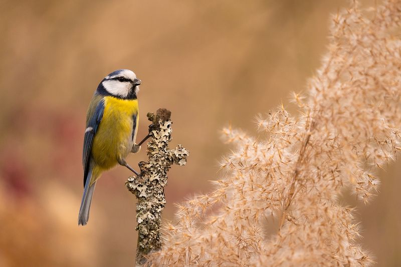 Titmouse фото превью