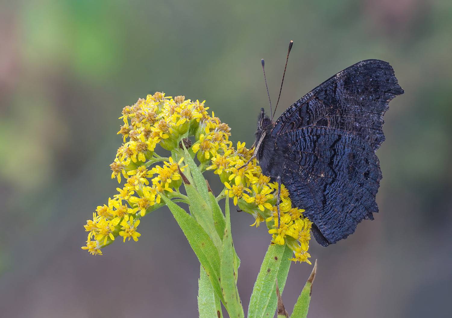 , Чепленко Алексей