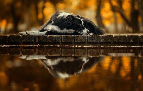 B. Collie