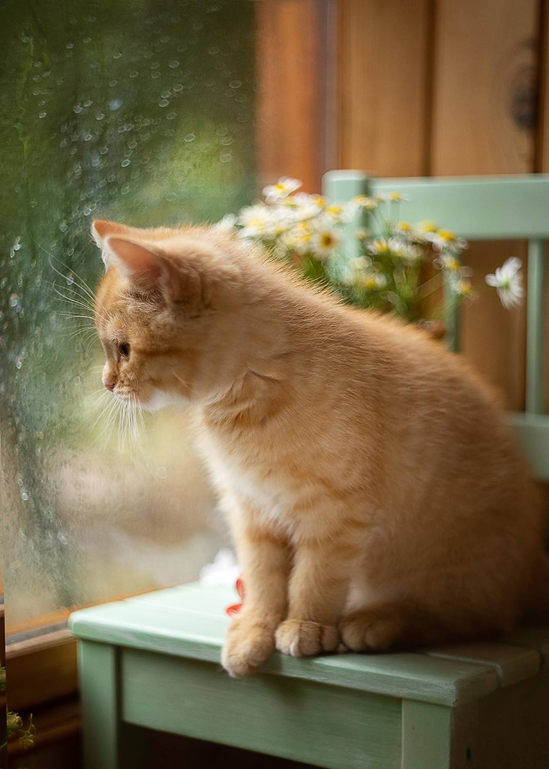 котенок, лето, балкон, цветы, кувшин,ромашки, боке,ирина горюкина ,беларусь,объектив гелиос 44, ИРИНА ГОРЮКИНА