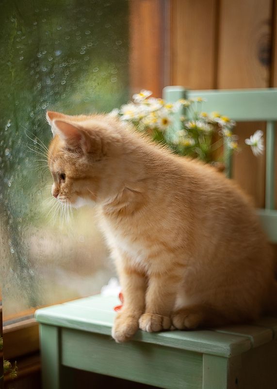 котенок, лето, балкон, цветы, кувшин,ромашки, боке,ирина горюкина ,беларусь,объектив гелиос 44 Летнее фото превью