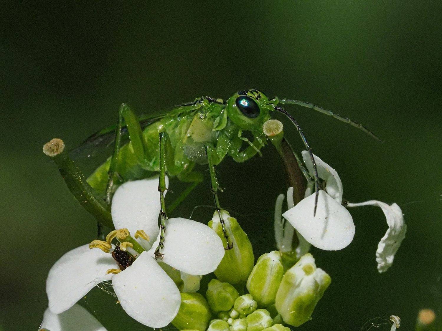 макро, пилильщик, Духанин Сергей
